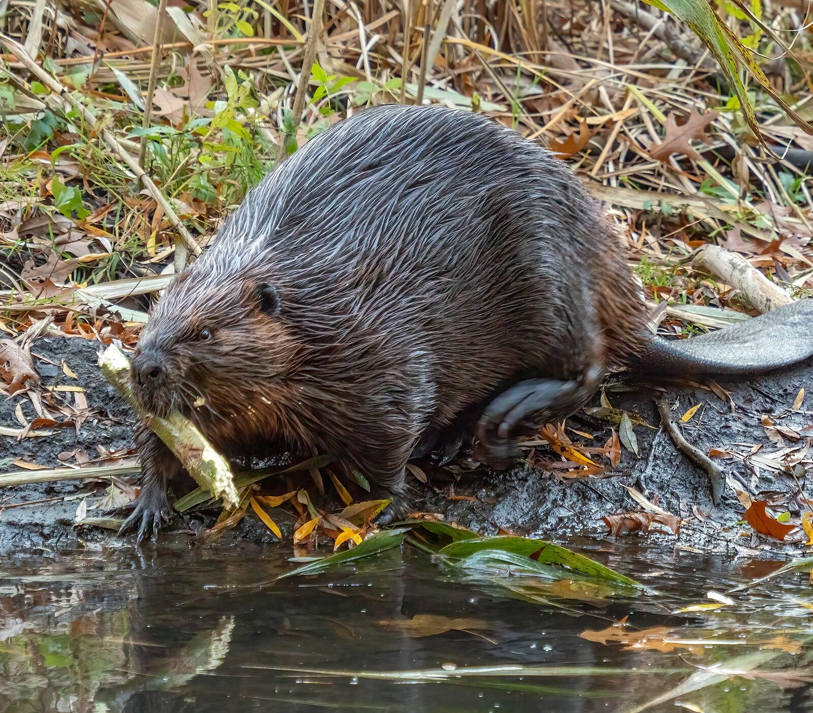 Beaver in High Park (91474)