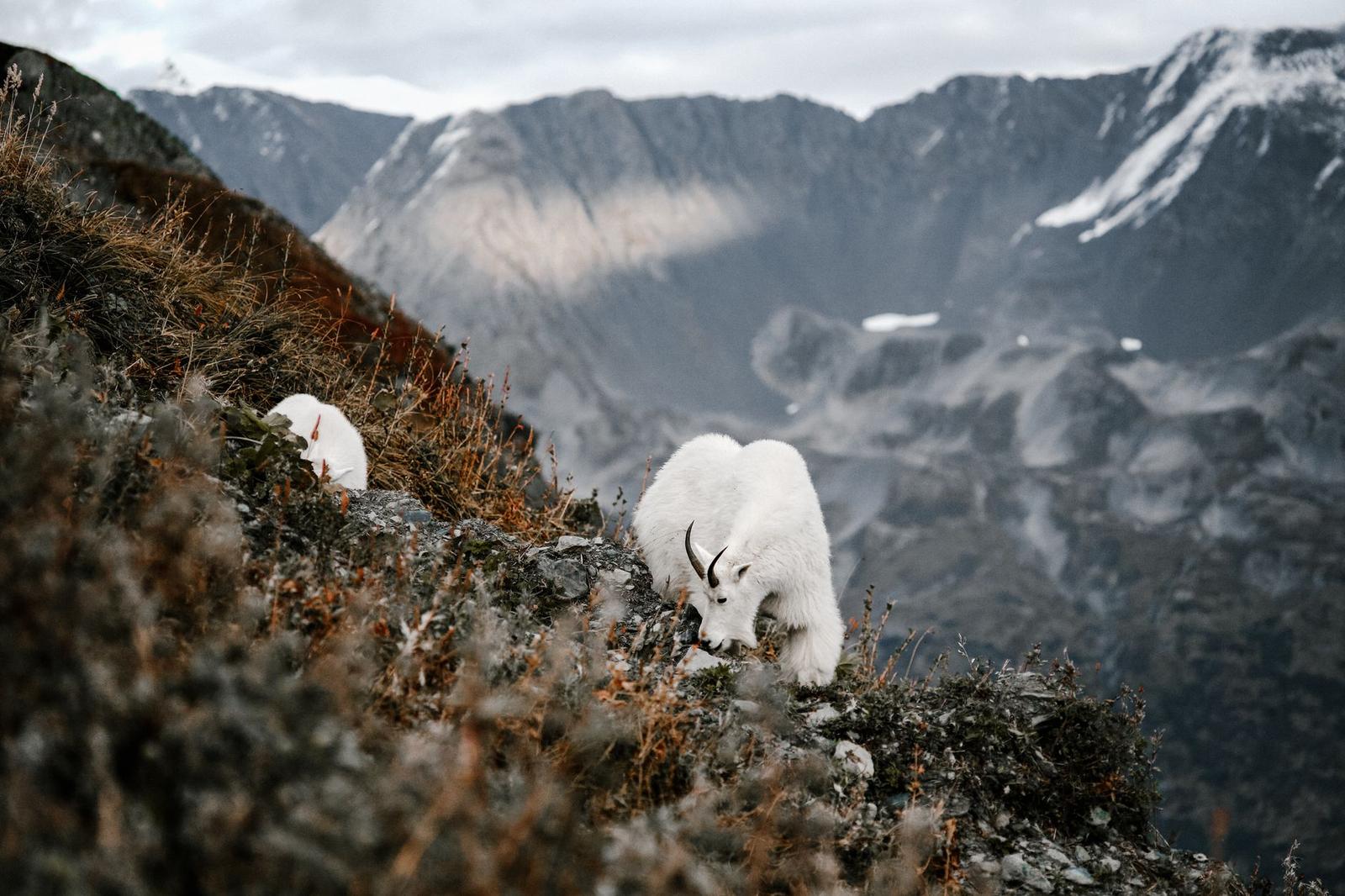 Federal Regulators Narrow Endangered Species Habitat Protections in July 2026